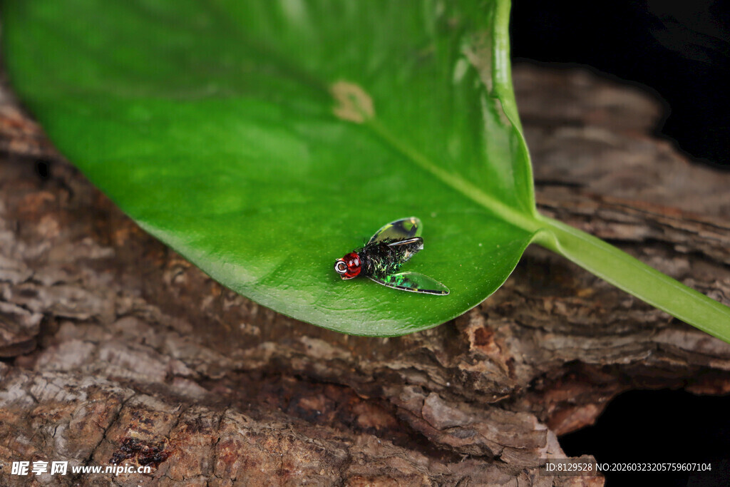 绿叶上的多彩小甲虫