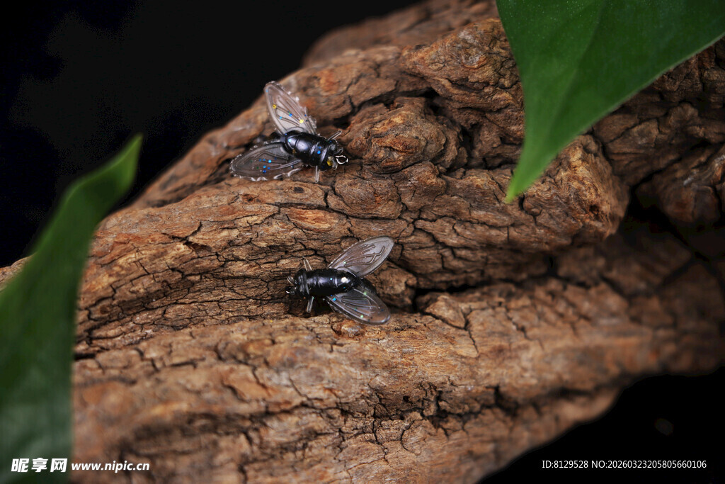 树皮上的神秘小生物