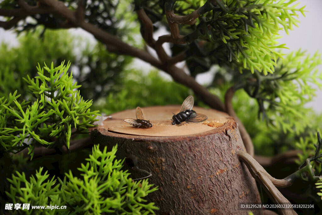 树桩上的甲虫与绿植景观