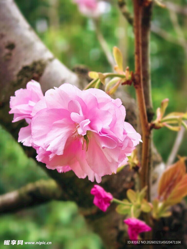 娇艳绽放的粉色樱花