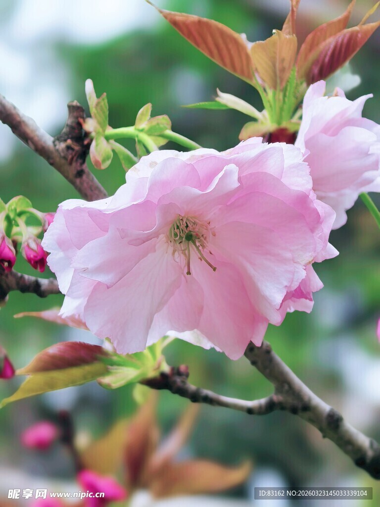 娇艳绽放的粉色樱花