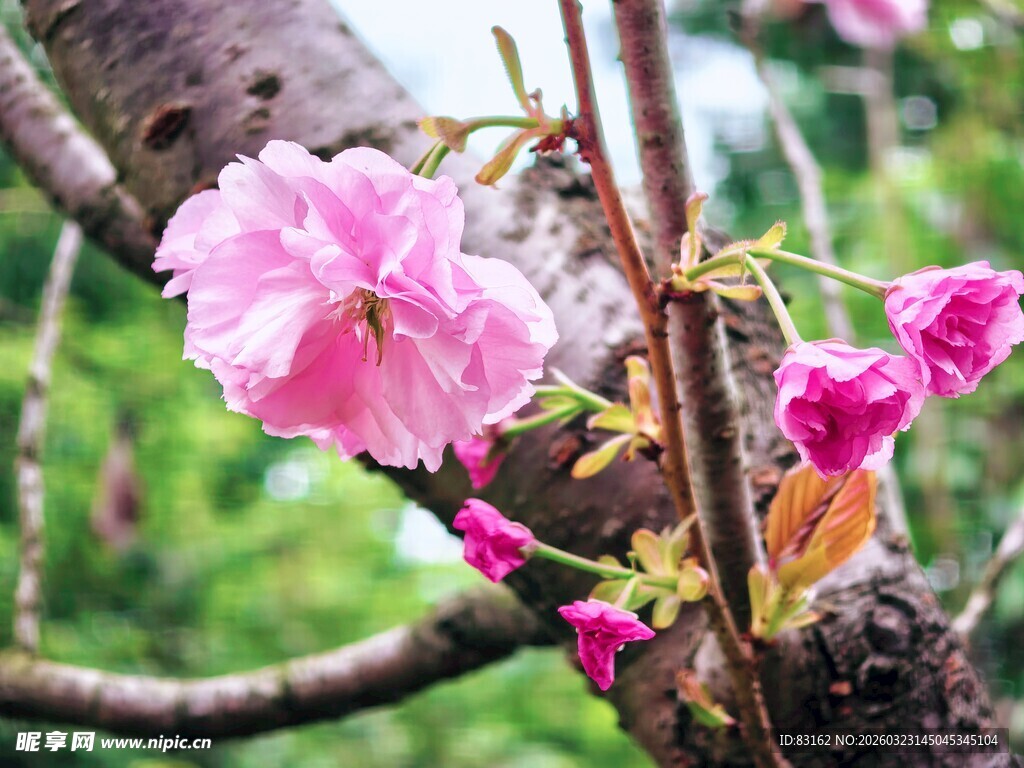 枝头绽放的粉嫩樱花