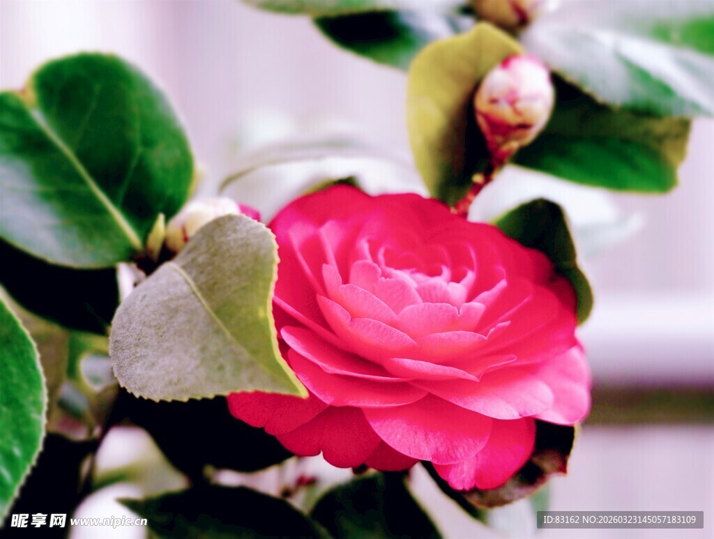 娇艳盛开的粉红色山茶花