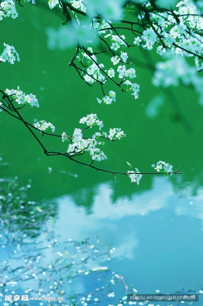 春日繁花映水美景