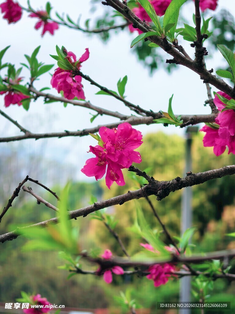 枝头绽放的艳丽桃花