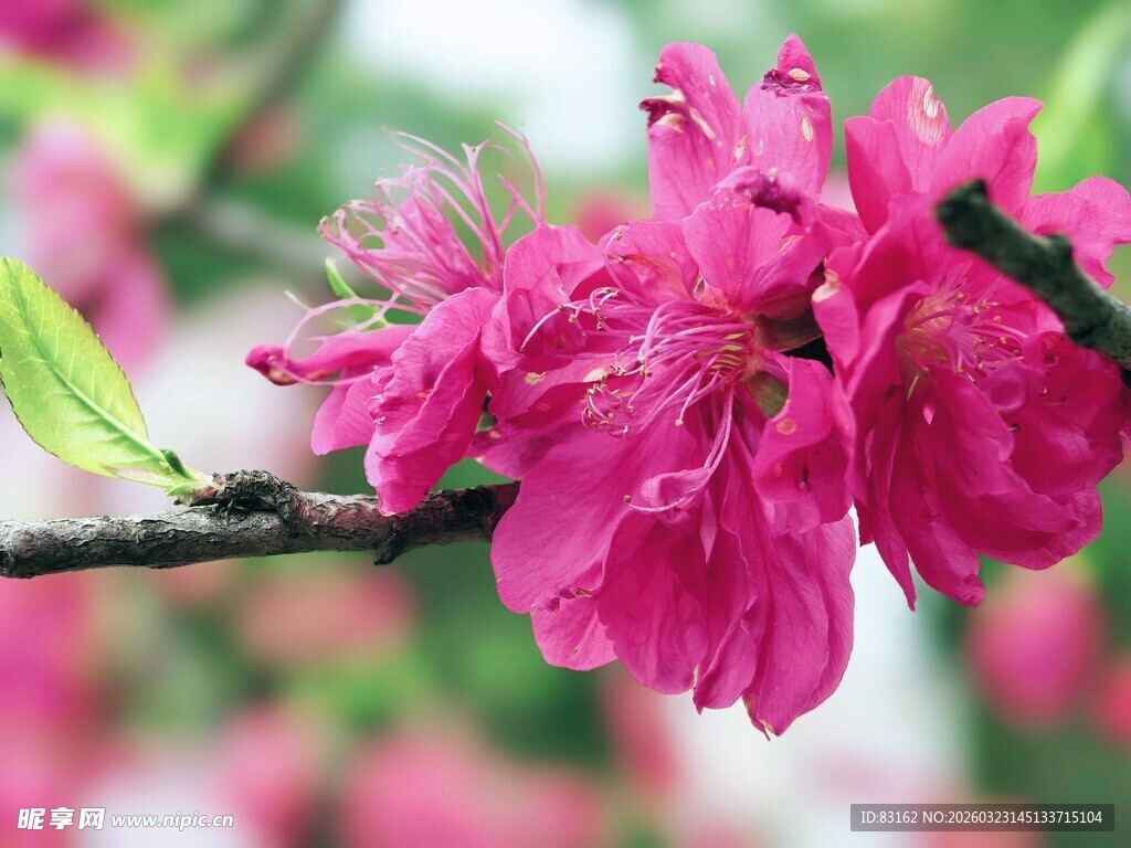 娇艳绽放的粉嫩桃花