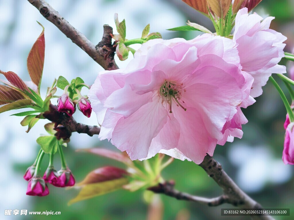 枝头绽放的粉嫩樱花