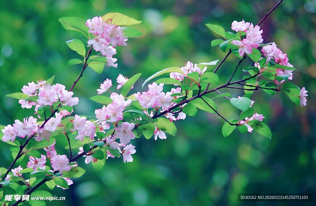 枝头绽放的粉嫩花朵