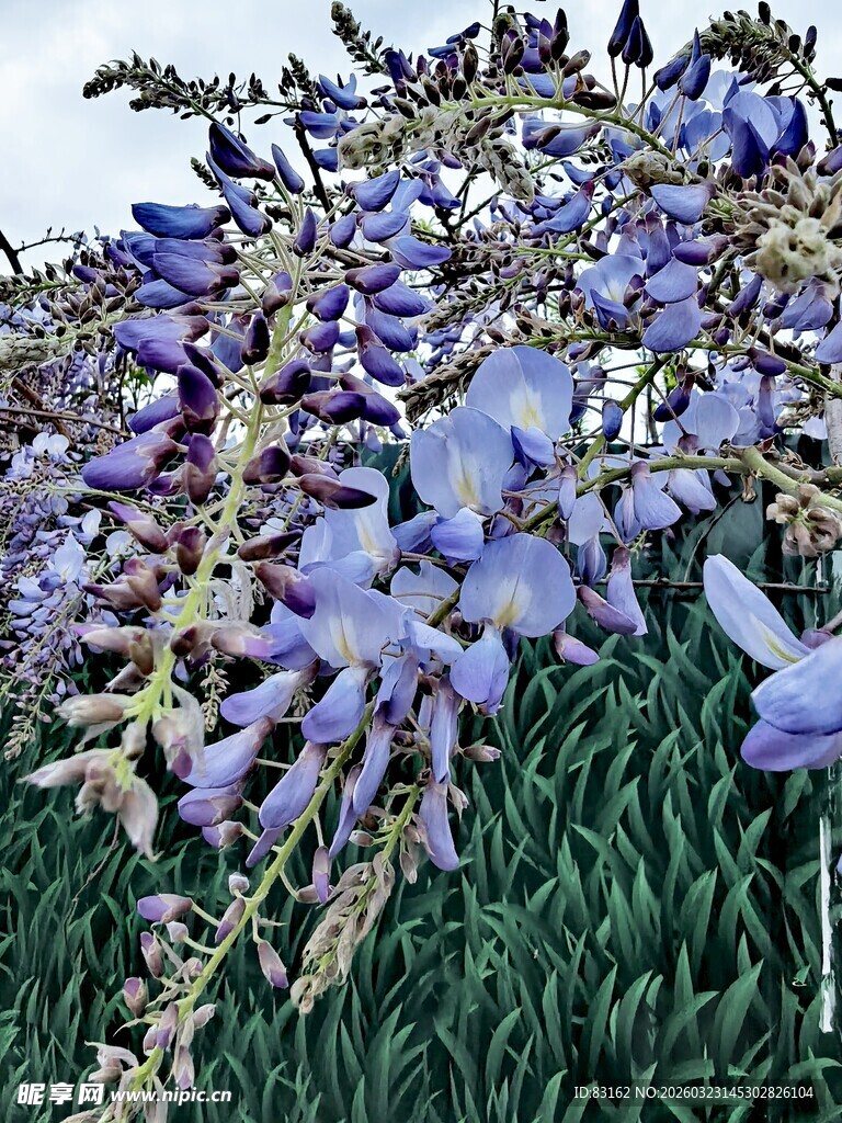 蓝紫色花簇绽放于枝头