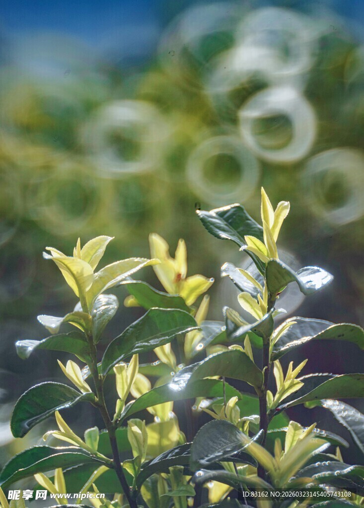 嫩绿叶片的白茶