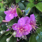 娇艳紫花带露绽放