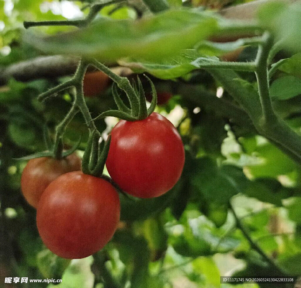 枝头鲜红饱满的小番茄