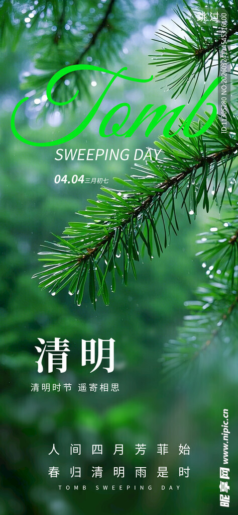 清明时节翠绿松枝美景