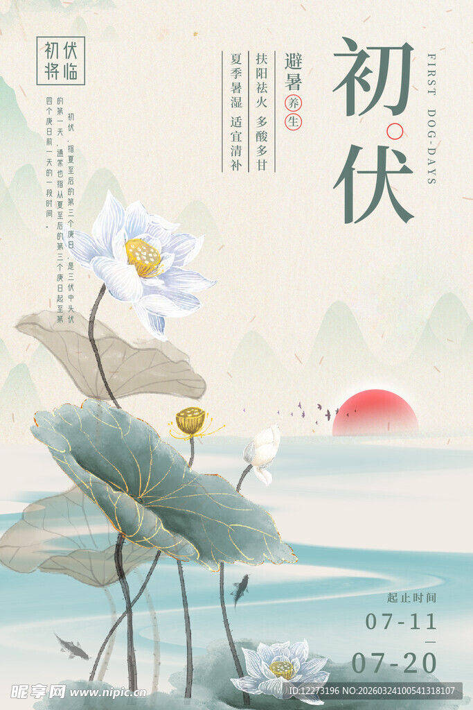 初伏时节荷花绽放美景