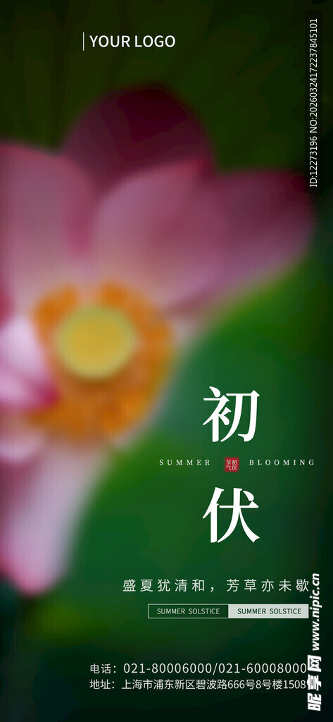 初伏时节绽放的娇艳荷花