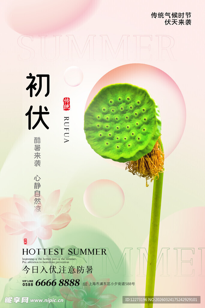 初伏时节的莲蓬特写