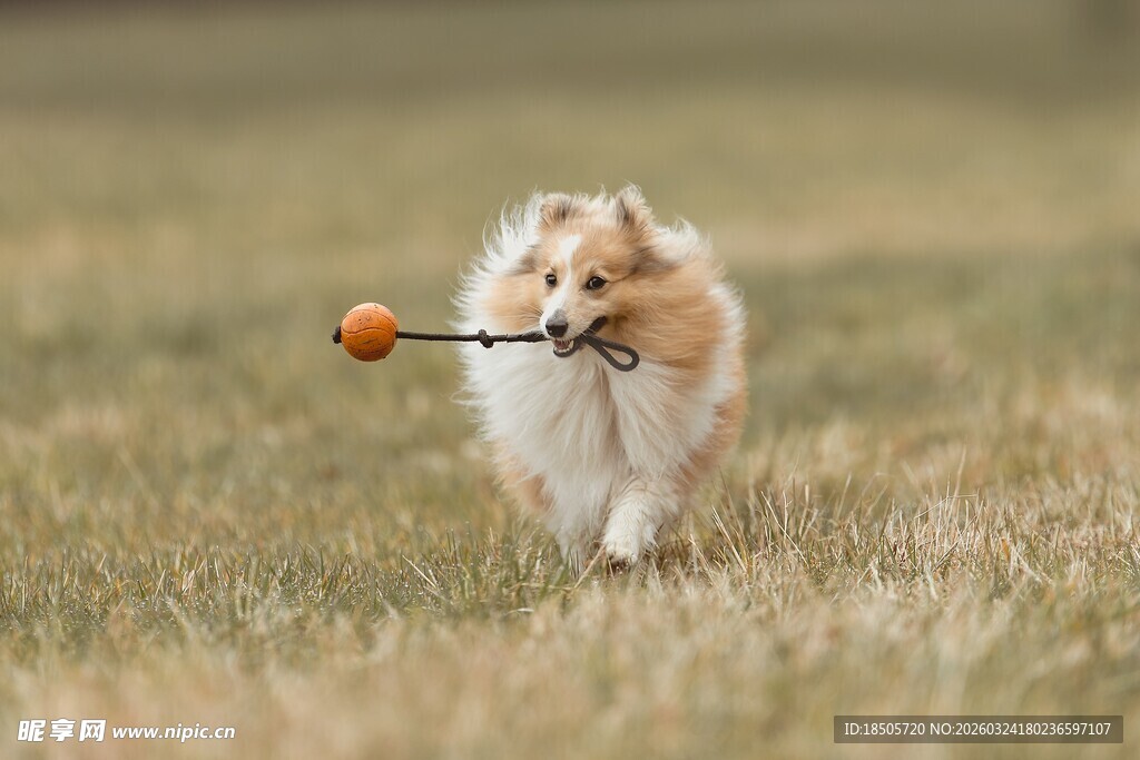 小狗叼物在草地欢快奔跑