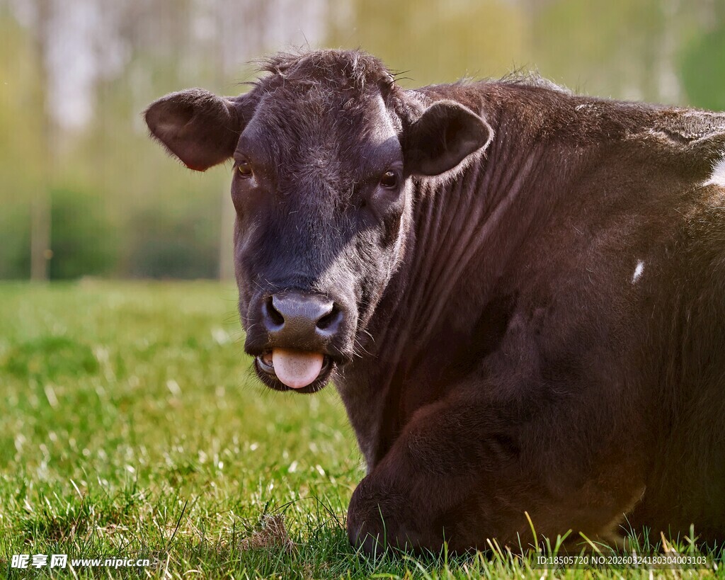 草地上休憩的黑色奶牛