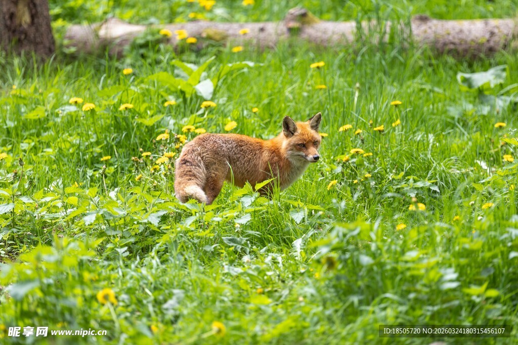 草地上的奔跑狐狸