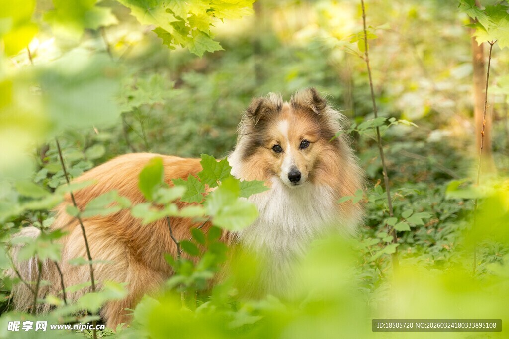林间长毛牧羊犬