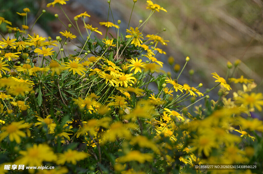 金黄灿烂的黄金菊花丛