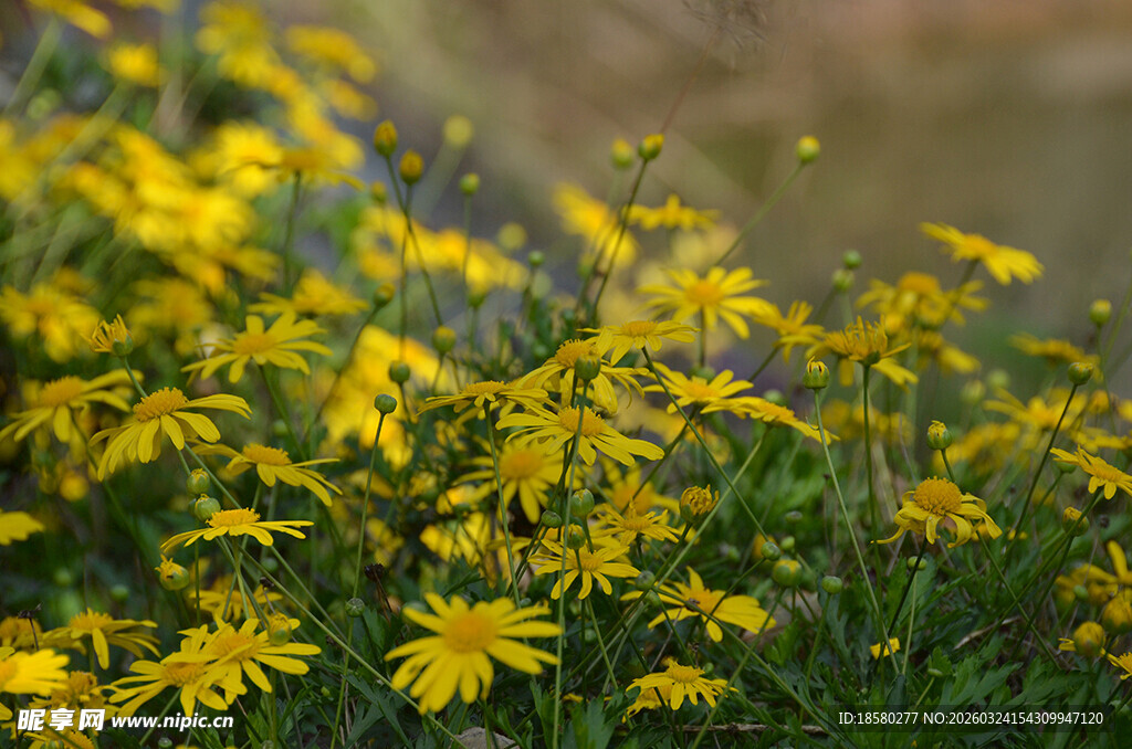 金黄小花绽放于草丛间