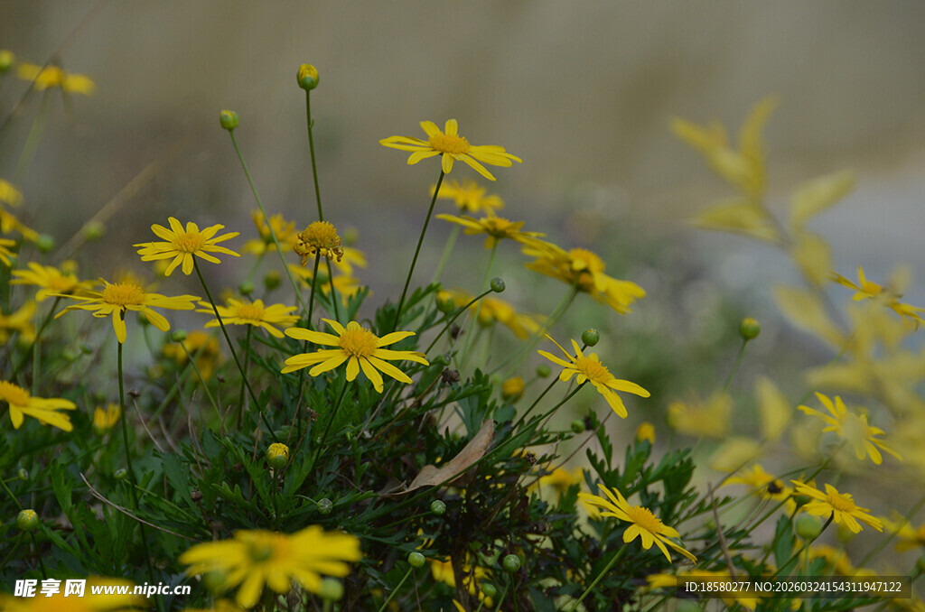 春日绽放的黄色小花
