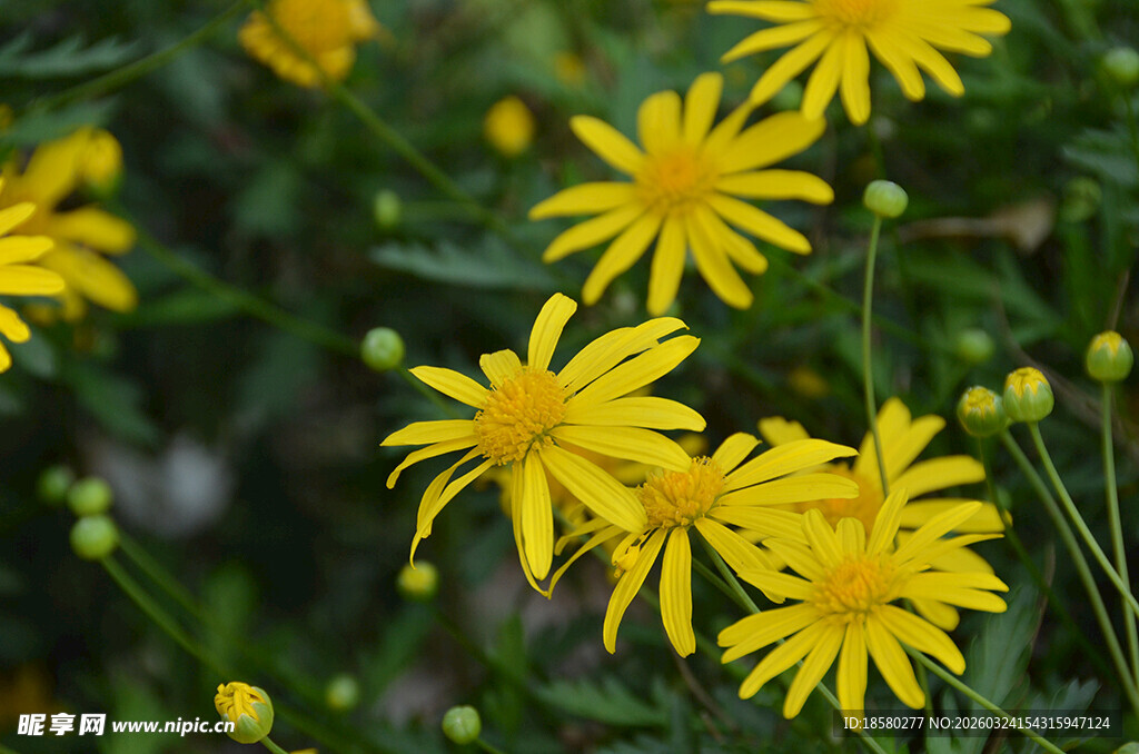 绽放的黄色小菊花