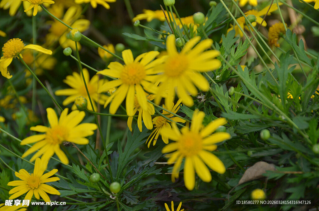 黄色小花绽放于绿叶间