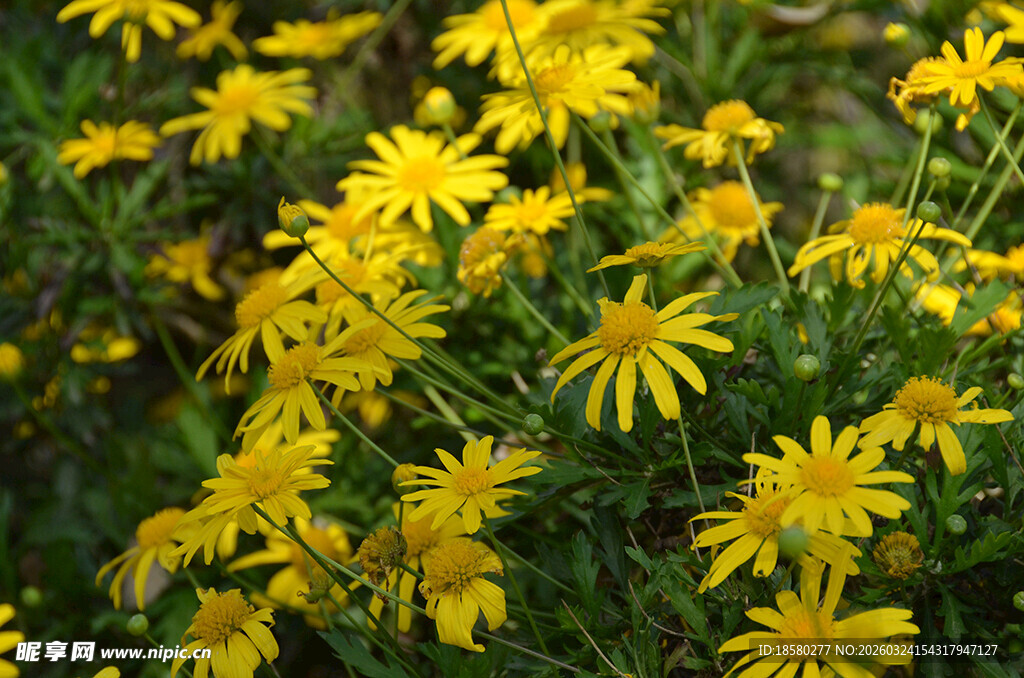 盛开的黄金菊
