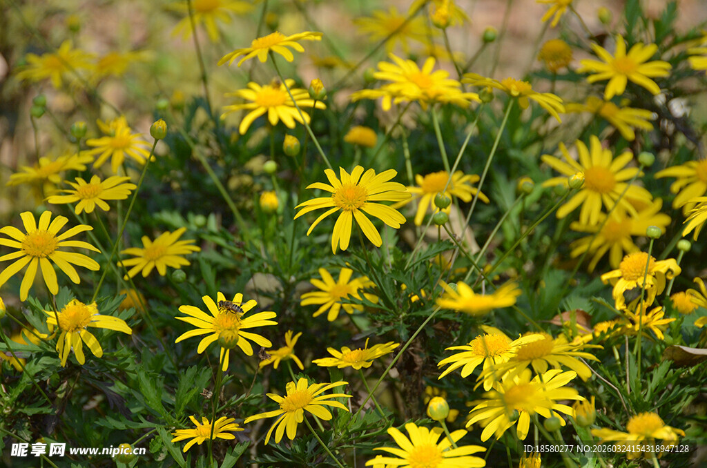 绽放的黄色小野花