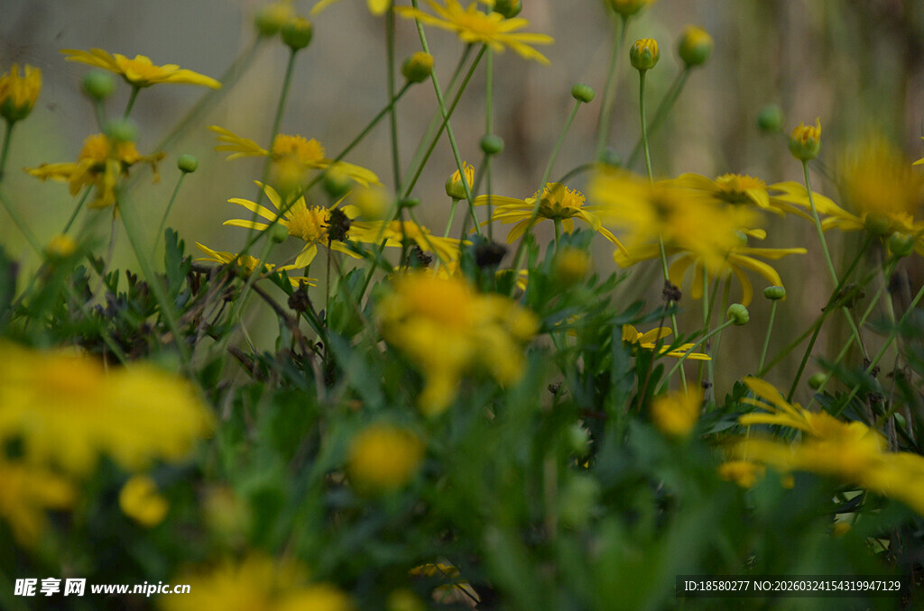 春日绽放的黄色小花