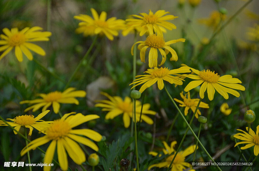 野外绽放的黄色小花