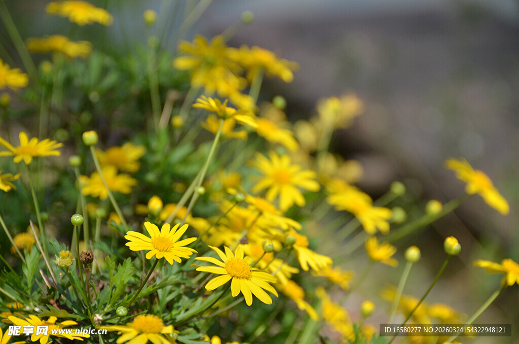 烂漫黄色小花绽放