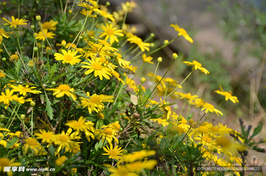 绽放的黄色小花