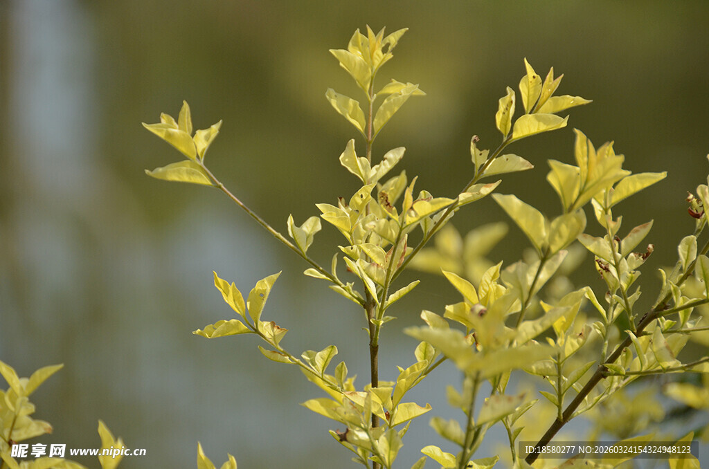 嫩绿枝叶展现盎然生机