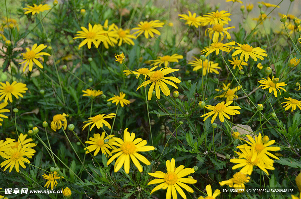 金黄灿烂的野菊花海