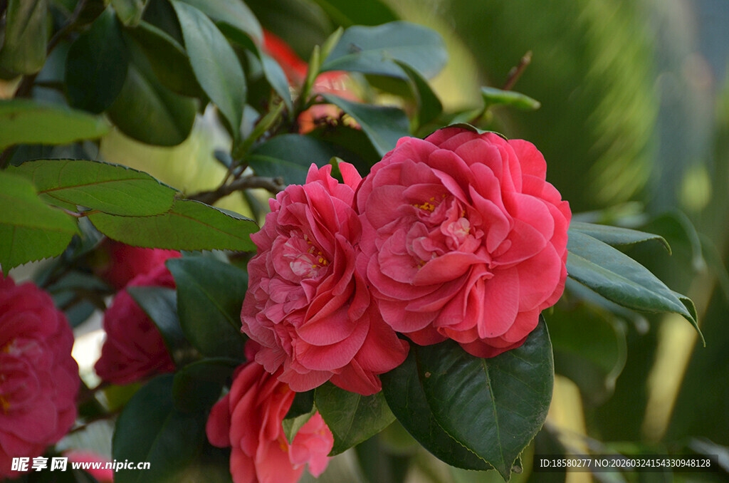 娇艳盛开的粉红色山茶花