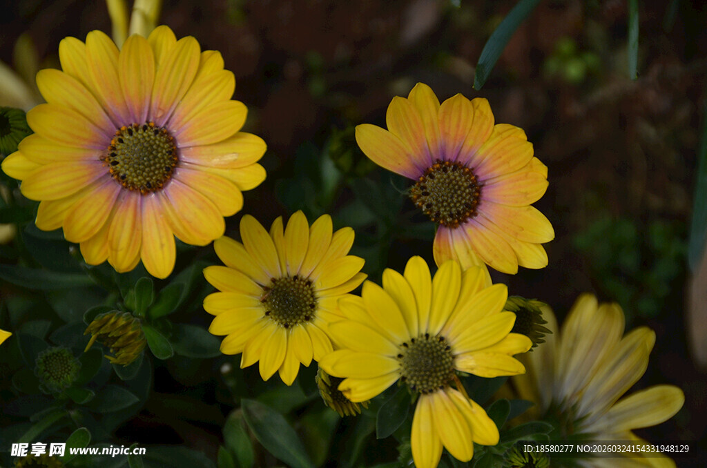 黄色雏菊花绽放