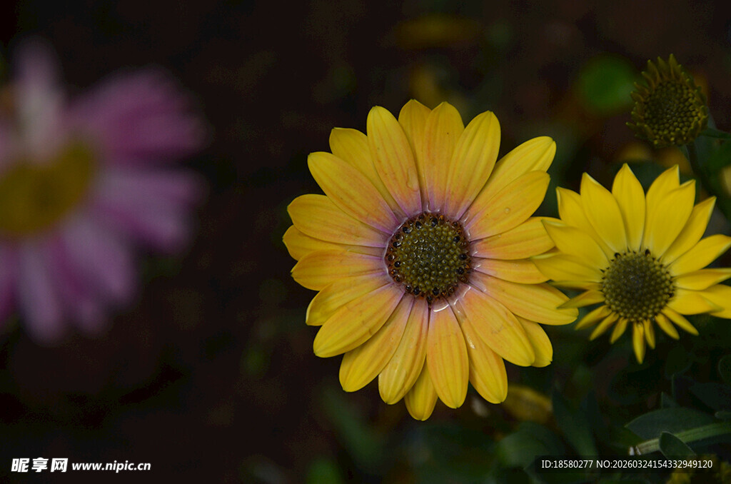两朵黄色绽放的美丽雏菊