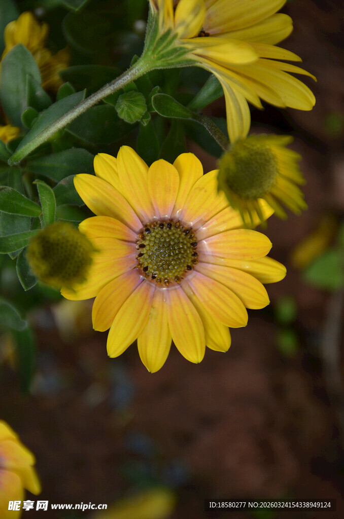 黄色蓝目菊雏菊特写