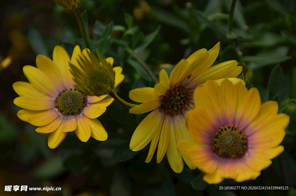 三朵明艳的黄色花朵