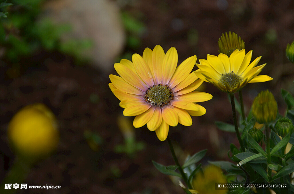 两朵绽放的黄色美丽小花