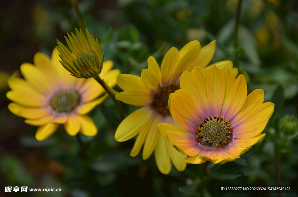 三朵绽放的黄色美丽花朵