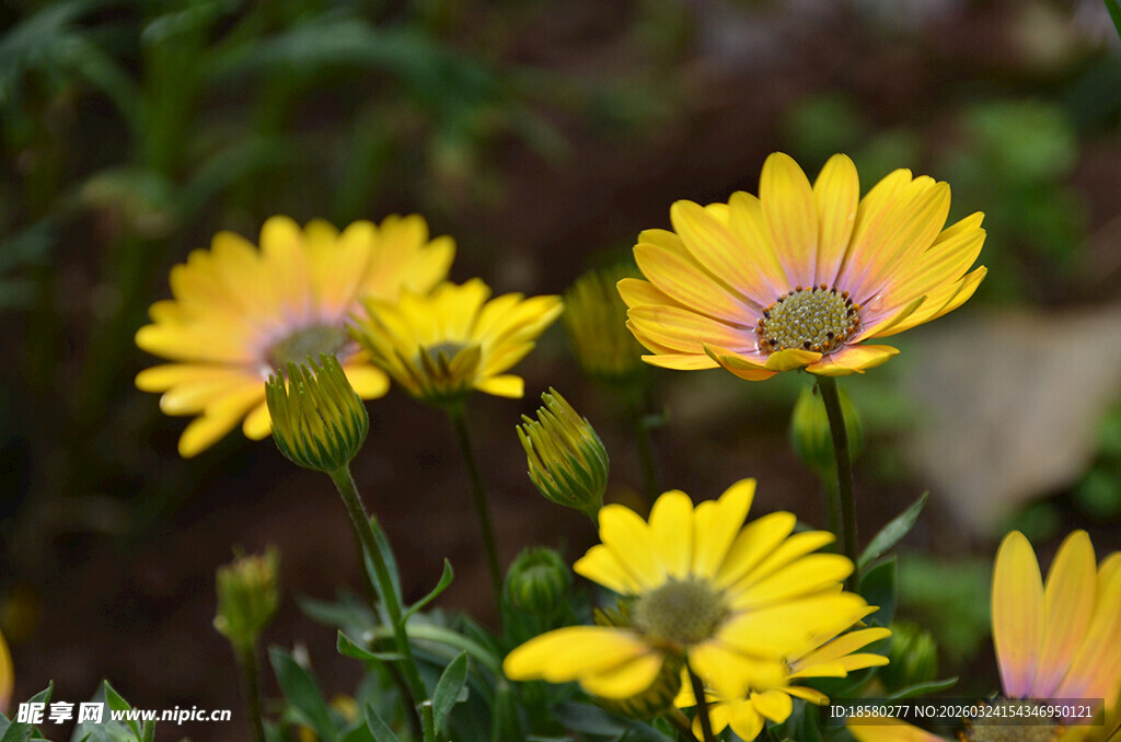 绽放的黄色美丽小雏菊