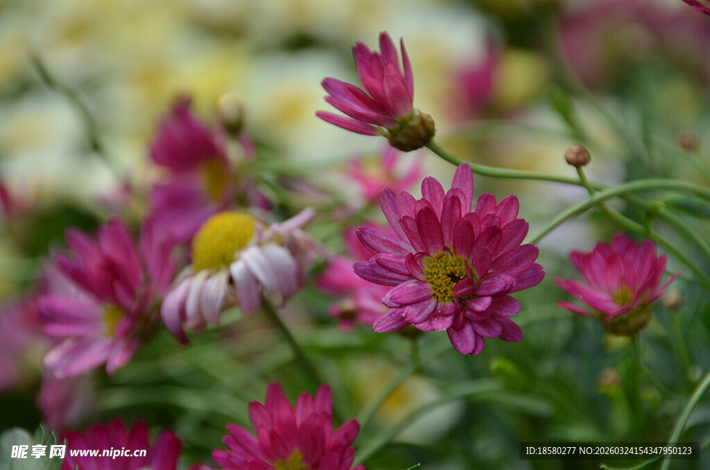 艳丽多彩菊花绽放