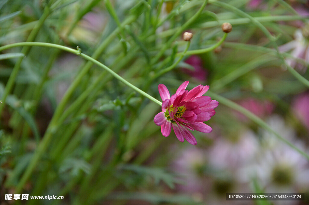 一枝独秀的娇艳粉色小花