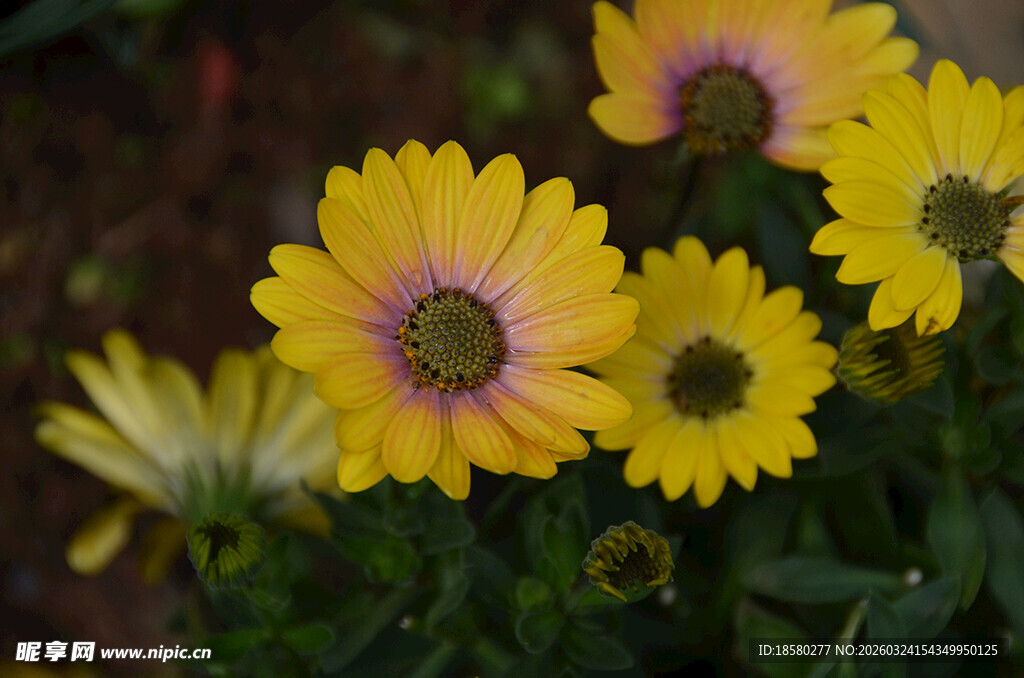 绽放的多彩雏菊