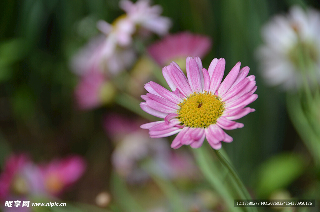 粉色雏菊绽放于自然中