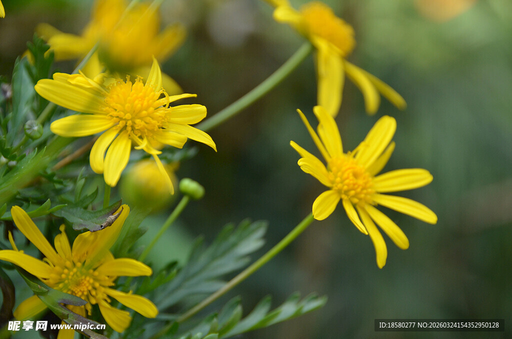 绽放的黄色小花